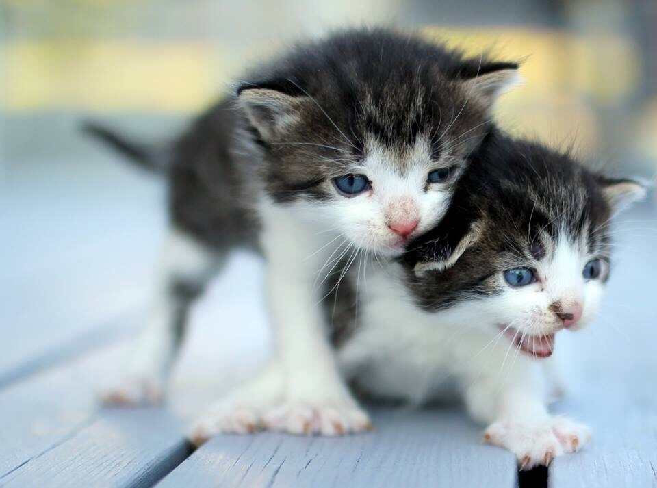 Har du lyst på en katt eller fire?