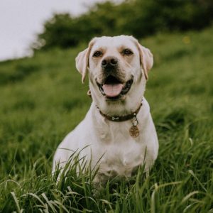 Illustrasjon: hund