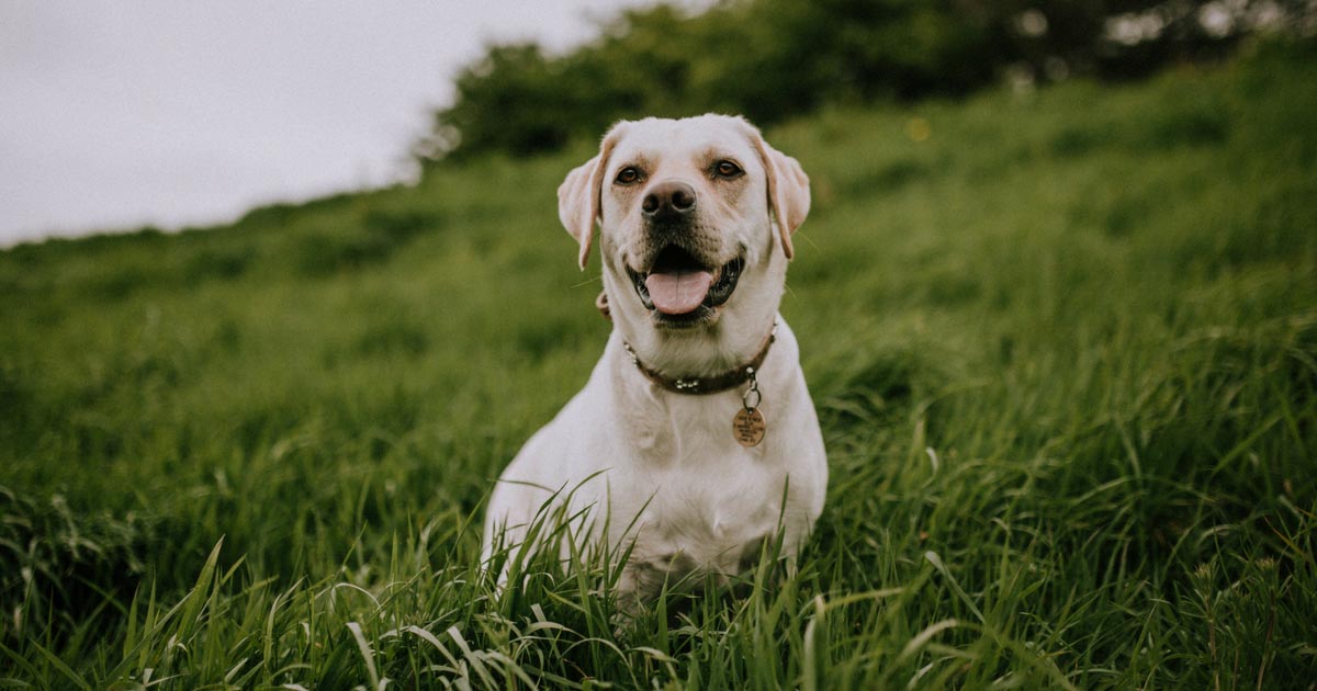 Jeg vil ha en (ikke alt for) liten hund